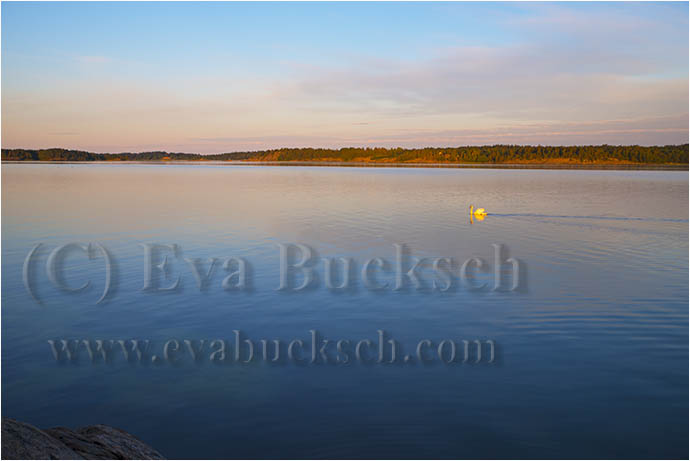 Över blanka vatten - foto av Eva Bucksch